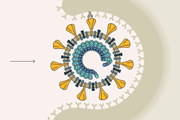 Diagram of a virus with internal coil and surface spikes.
